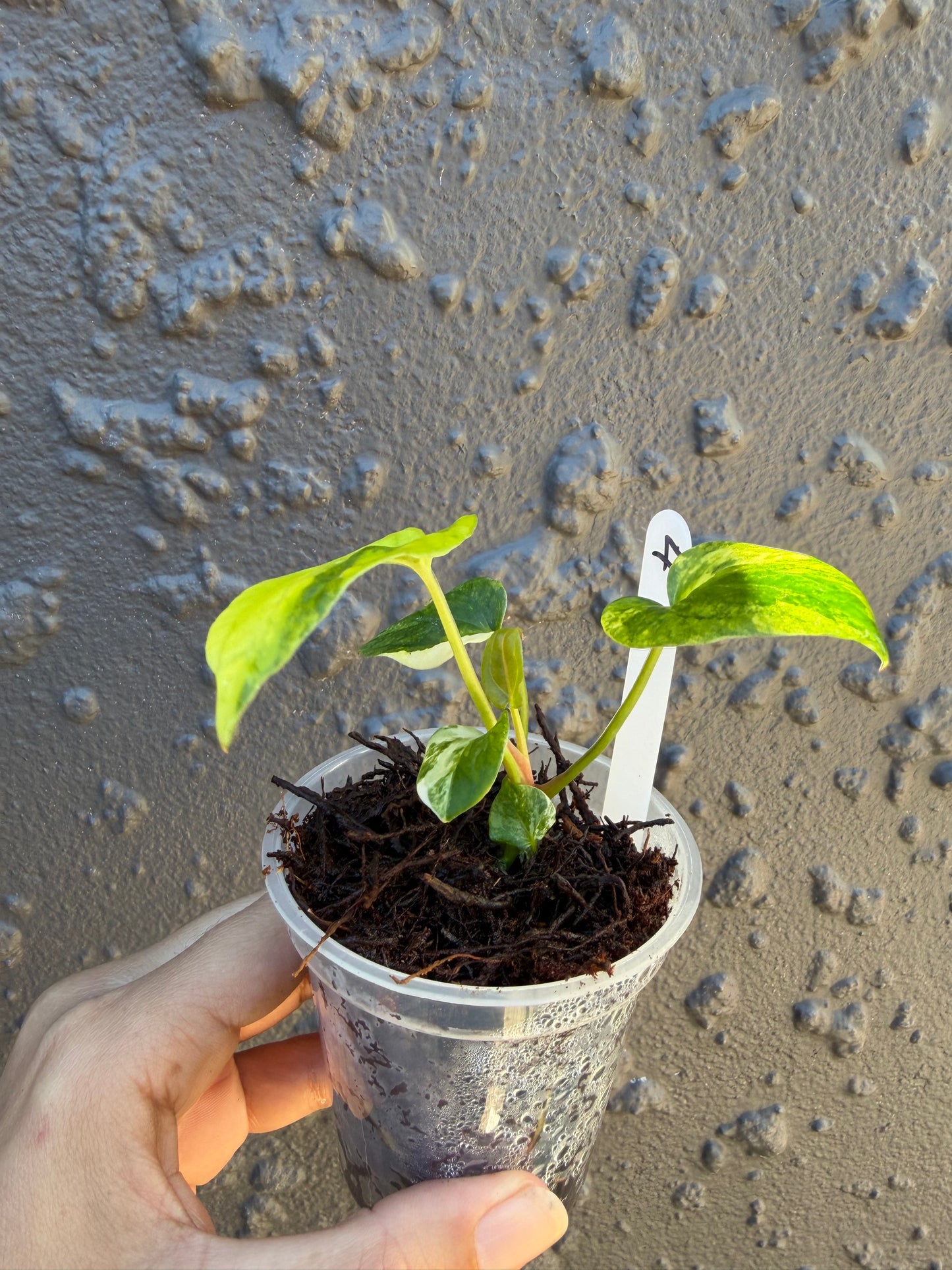 Anthurium Golden Haze -4
