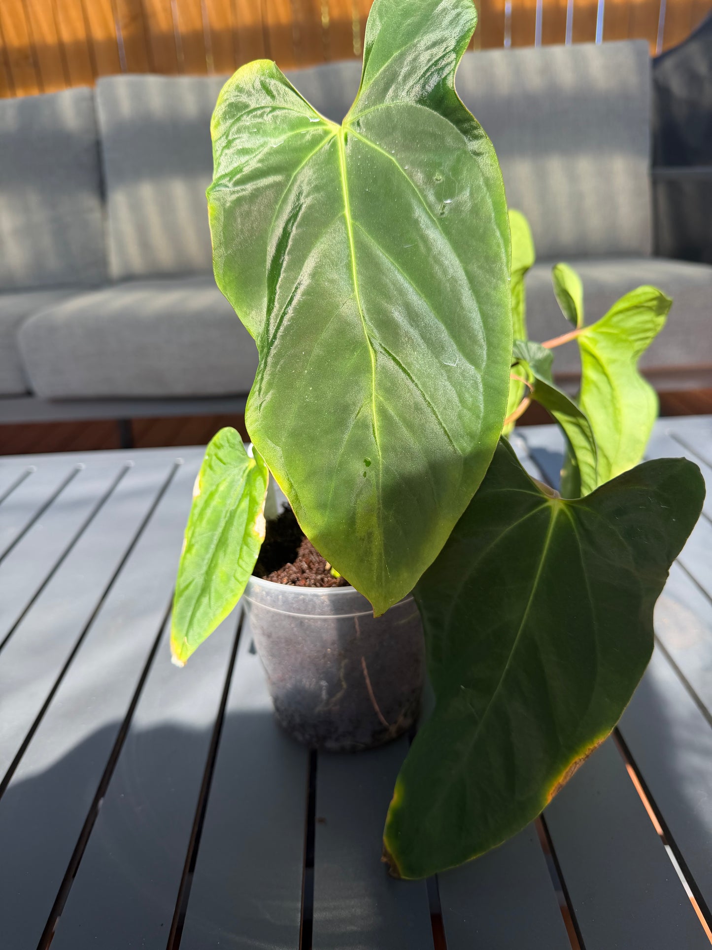 NSE Portillae x Antolakii