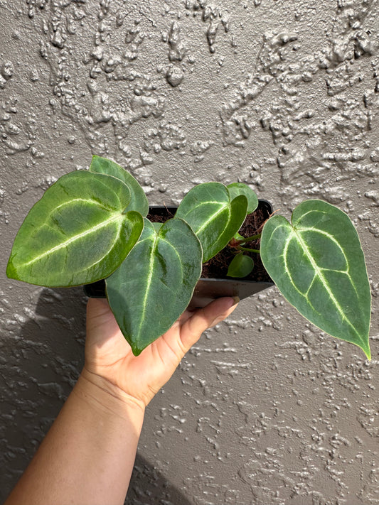 Anthurium Velvet Star